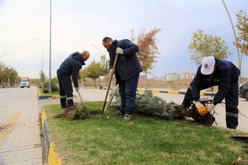 Park Bahçeler Müdürlüğümüz tarafından Yenişehir bölgesindeki refüjlere mavi selvi dikildi.